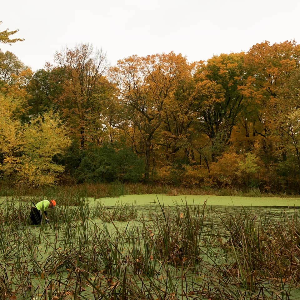 fall-cattail