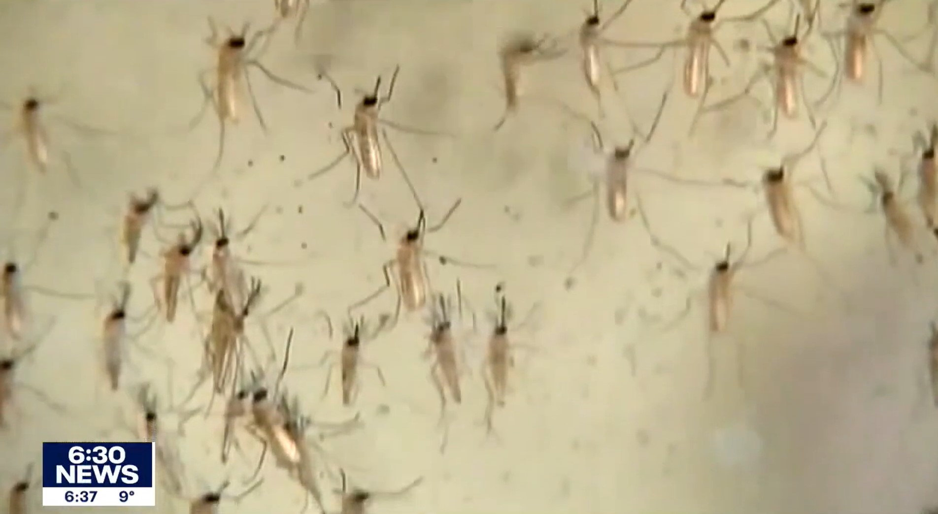 What impact do winter temperatures have on summer mosquitoes? (Fox 9 ...