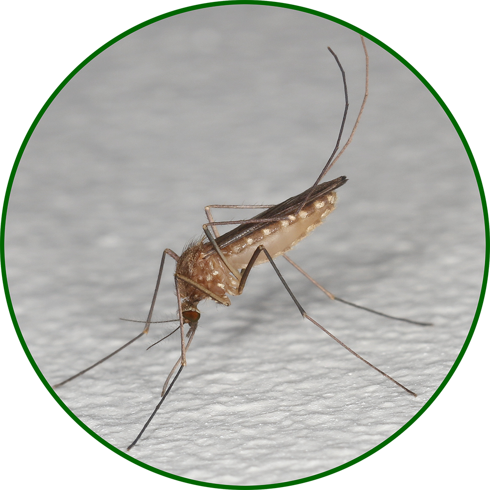Mosquito Facts - Metropolitan Mosquito Control District