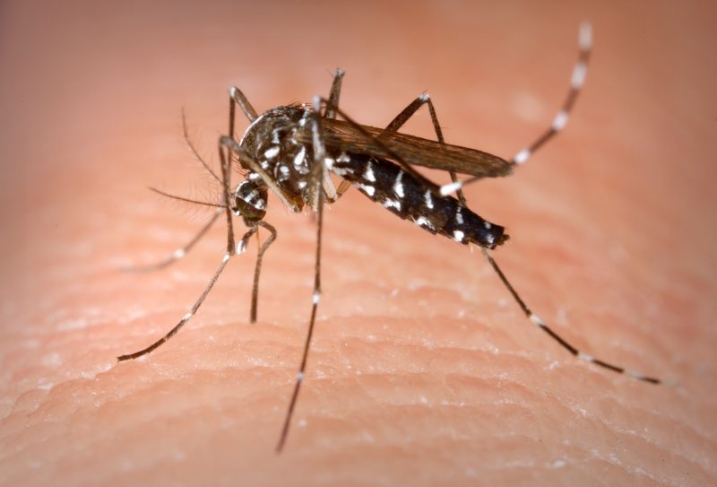 Aedes albopictus close-up public domain