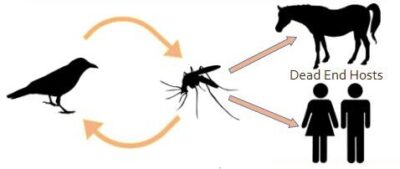 WNV Transmission Cycle