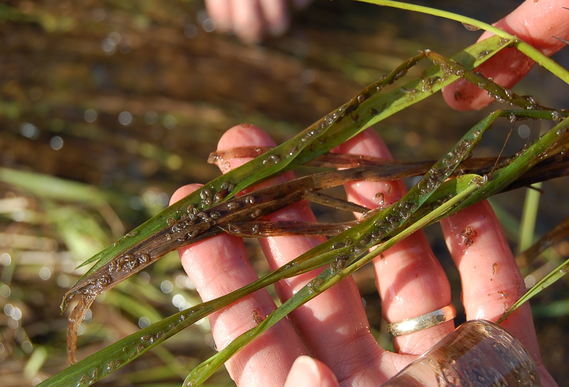 larvae on grass
